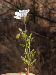 Monsonia burkeana