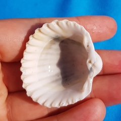Acanthocardia tuberculata