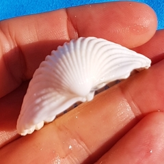 Acanthocardia tuberculata