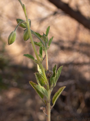 Monsonia burkeana