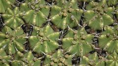 Euphorbia pulvinata