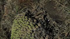 Euphorbia pulvinata