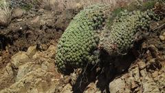 Euphorbia pulvinata