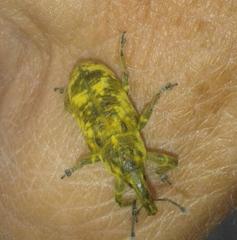 Gasteroclisus