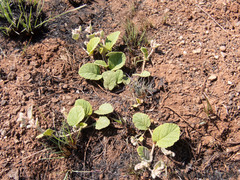 Hermannia grandistipula
