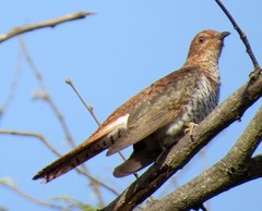 Cacomantis passerinus