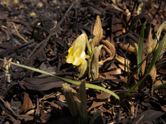 Hermannia lancifolia