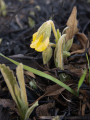 Hermannia lancifolia