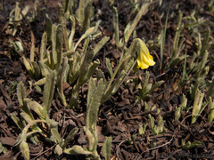 Hermannia lancifolia