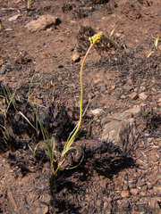 Bulbine capitata