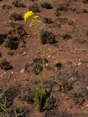 Bulbine capitata