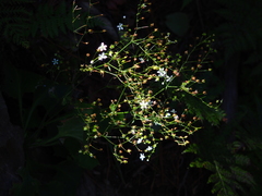Micranthes oblongifolia