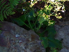 Micranthes oblongifolia