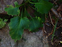 Micranthes oblongifolia