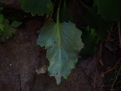 Micranthes oblongifolia