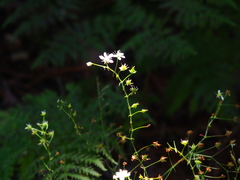 Micranthes oblongifolia