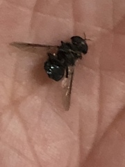 Cyphomyia chalybea