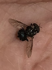 Cyphomyia chalybea