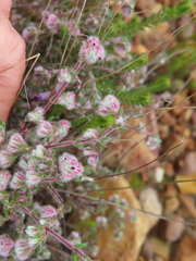 Erica pilosiflora