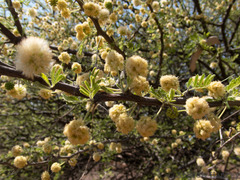 Vachellia hebeclada hebeclada