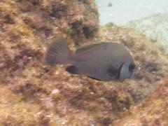 Plectorhinchus sordidus