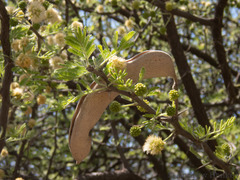Vachellia hebeclada hebeclada