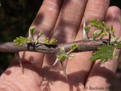 Vachellia hebeclada hebeclada