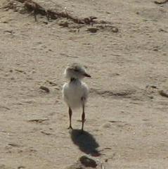 Charadrius marginatus arenaceus