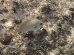 Plectorhinchus sordidus