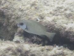 Plectorhinchus sordidus