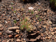 Psammotropha myriantha