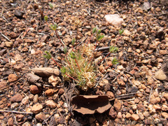 Psammotropha myriantha