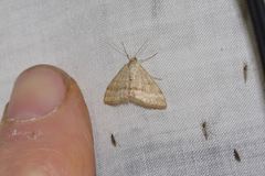 Scopula lydia