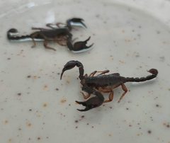 Euscorpius italicus