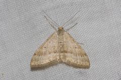 Scopula lydia