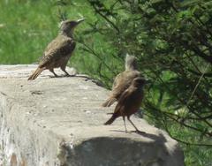 Geocolaptes olivaceus