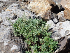 Artemisia lagocephala