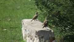 Geocolaptes olivaceus