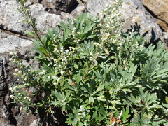 Artemisia lagocephala