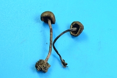 Melanophyllum haematospermum