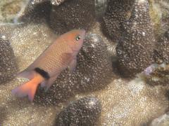 Plectroglyphidodon dickii