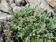 Artemisia lagocephala