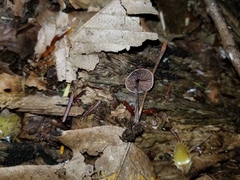 Melanophyllum haematospermum