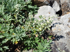 Artemisia lagocephala