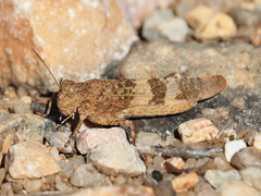 Oedipoda coerulea