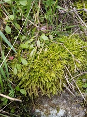Acrocladium chlamydophyllum