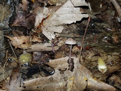 Melanophyllum haematospermum