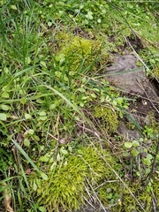 Acrocladium chlamydophyllum