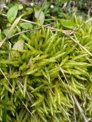 Acrocladium chlamydophyllum