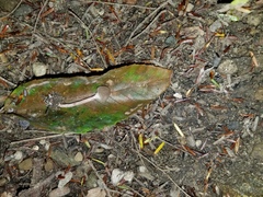 Melanophyllum haematospermum